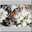 Craesus alniastri - Blattwespe w01b 8mm - OS-Hellern Wiese det06.jpg